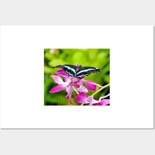 African Blue Banded Swallowtail Butterfly Posters and Art